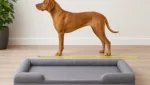 Hund richtig messen für das passende Hundebett