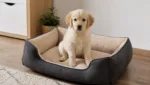 Positive Verstaerkung: Training, damit Welpen das Hundebett annehmen