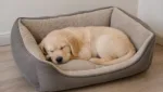 Schlafrhythmen von Welpen und die Rolle des Hundebetts